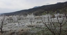 Mut’ta bahçeleri don vurdu, üreticiler kara kara düşünmeye başladı