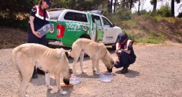 Jandarma sıcak havalarda sokak hayvanlarını unutmadı