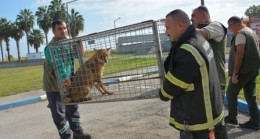 Tarsus Doğa Parkı Hem Yaşam Alanı Hem Rehabilitasyon Merkezi