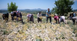 GÜLNAR’LI ÜRETİCİLERDEN TÜRKÜLERLE ŞENLİK HAVASINDA NOHUT HASADI