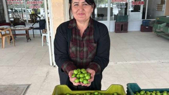 Erik ve kayısıda fiyat düştü, kooperatif açıklama yaptı