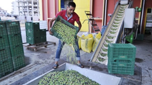 Mut’ta zeytin hasadı sona erdi: Rekolte düştü, fiyat yüz güldürdü