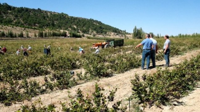 Mut’ta aronya hasadı başladı