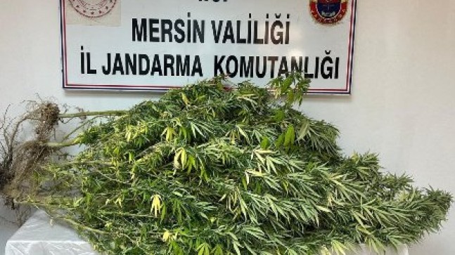 Jandarmadan Uyuşturucu Madde Operasyonu