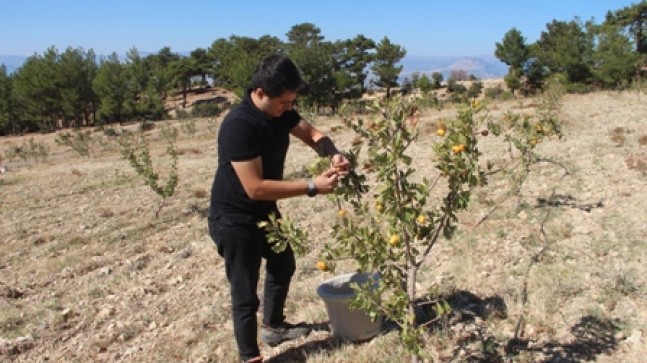 Mut’ta alıç hasadı yapıldı