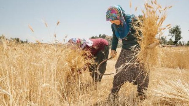 DÜNYA KADIN ÇİFTÇİLER GÜNÜ BİNLERCE KADINLA KUTLANACAK