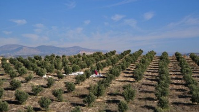 Zeytin üreticileri zor durumda