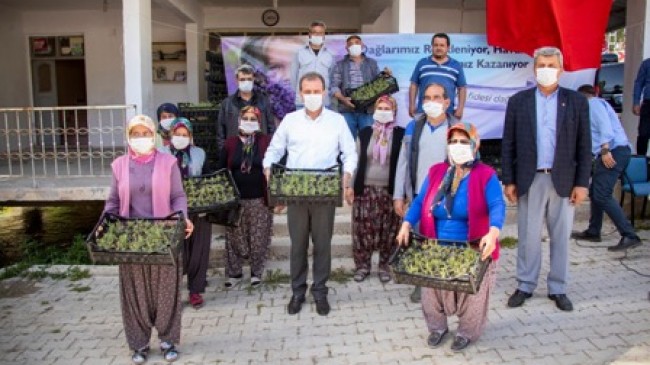 Mersin, Lavanta Üretiminin Merkezi Olacak