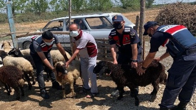 Mersin’de Çalınan Hayvanlar Adana’da Bulundu