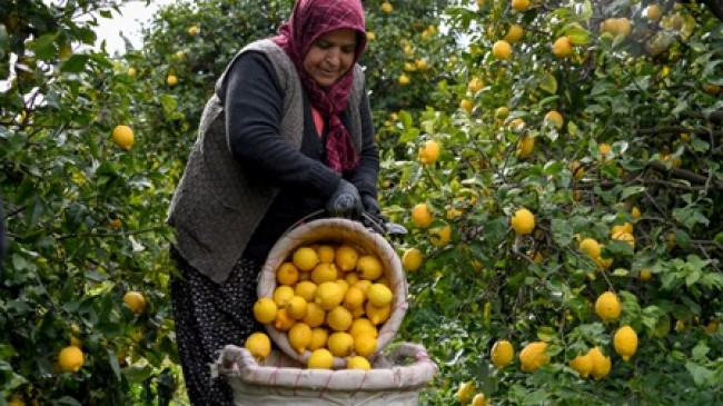 Limonlar 4 Büyükşehir için Mersin’den yola çıktı