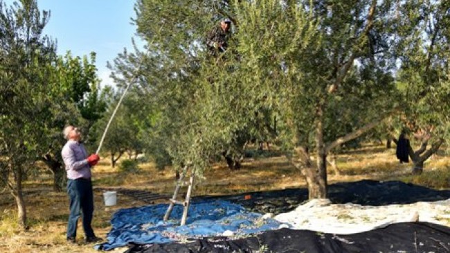 Mut’ta zeytin hasadı başladı