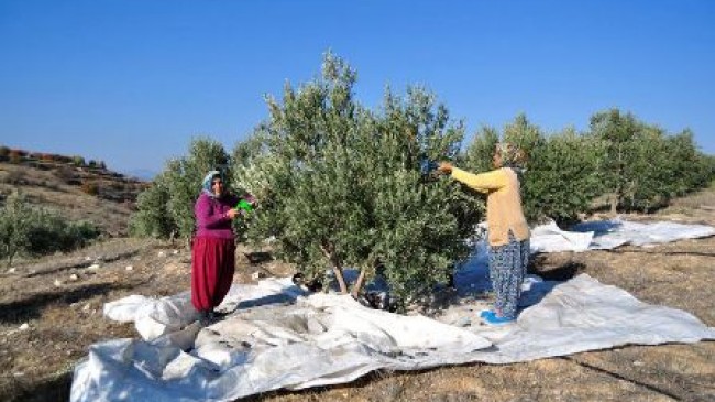 Zeytin hasadında işçi sıkıntısı