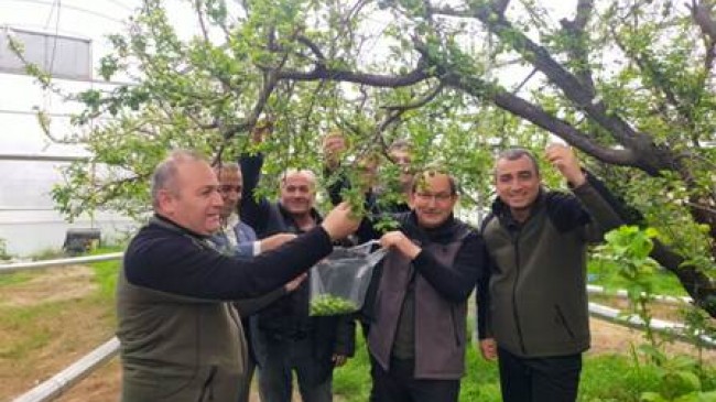 ORKÖY destekli örtü altı erik hasadı başladı