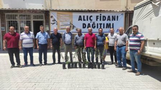 Mutlu çiftçilere yüzde 50 hibeli alıç fidanı