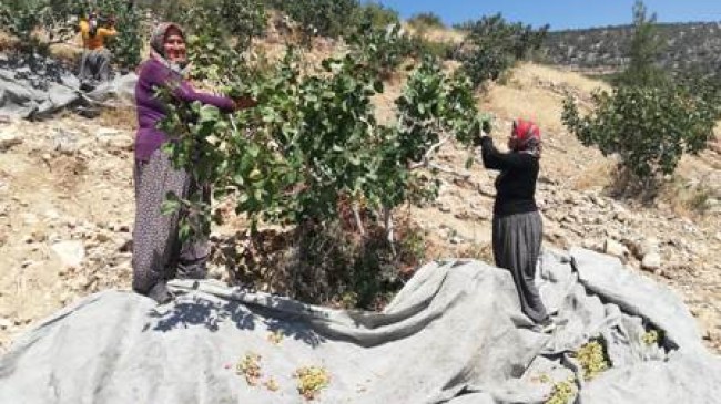 Mut’ta Antep fıstığı hasadı başladı