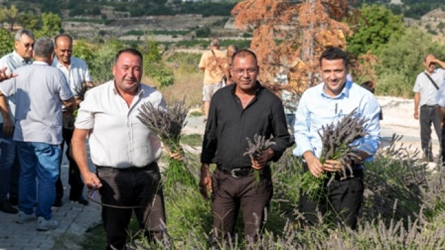 Çaltıbozkır’da Lavanta Hasat Şenliği Yapıldı