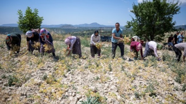 GÜLNAR’LI ÜRETİCİLERDEN TÜRKÜLERLE ŞENLİK HAVASINDA NOHUT HASADI