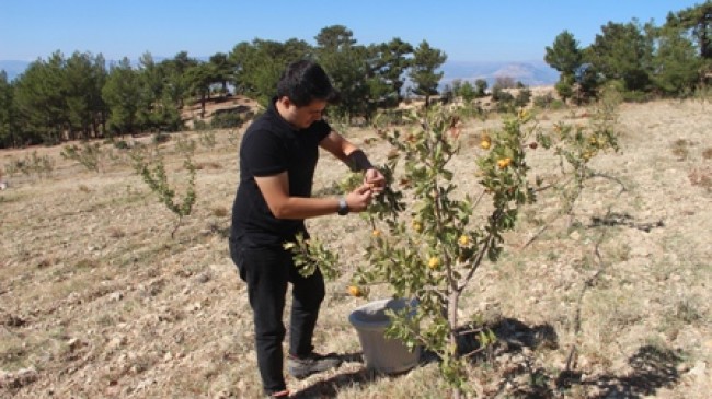 Mut’ta alıç hasadı yapıldı