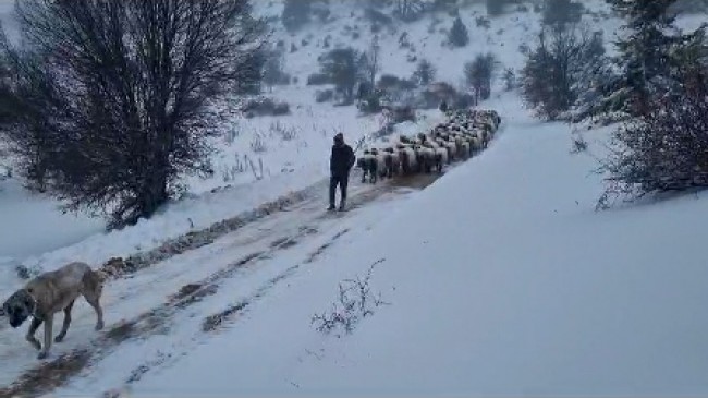 Mut’ta 14 çoban ve binlerce hayvan kurtarıldı