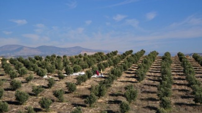 Zeytin üreticileri zor durumda