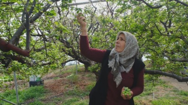 Mut’ta serada yetiştirilen eriklerin hasadına başlandı