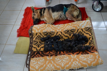 KURT MELEZINDEN SURUSUNE BEREKET DOGUM (7)