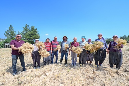 MERSIN BUYUKSEHIR ILE ATALIK TOHUMLAR GELECEGE TASINIYOR (3)