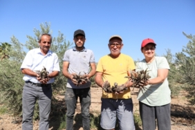 BÜYÜKŞEHİR’DEN ÜRETİCİYE İLK KEZ ENGİNAR YUMRUSU DESTEĞİ… (1)